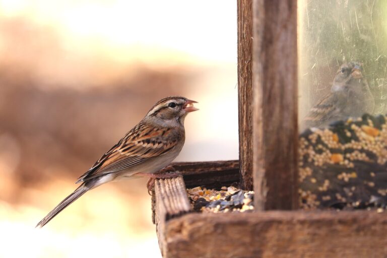 Video: Jaké zobání je pro ptáčky v zimě vhodné a jak jej připravit