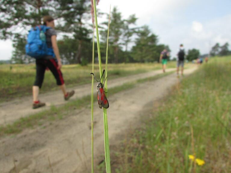 Hmyzí výlety: Poznejte s odbornicí přírodu jižní Moravy